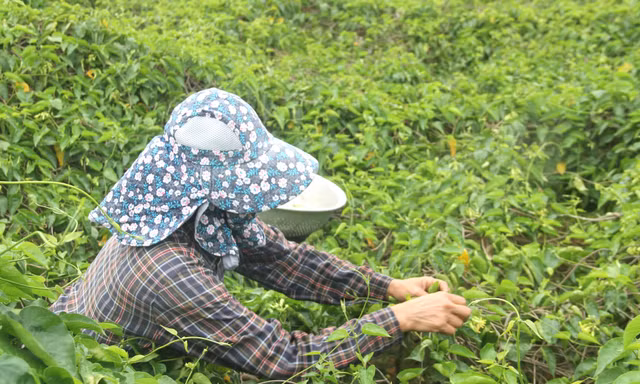 Nông dân thu nhập cao từ loại hoa có tên gọi xinh đẹp 