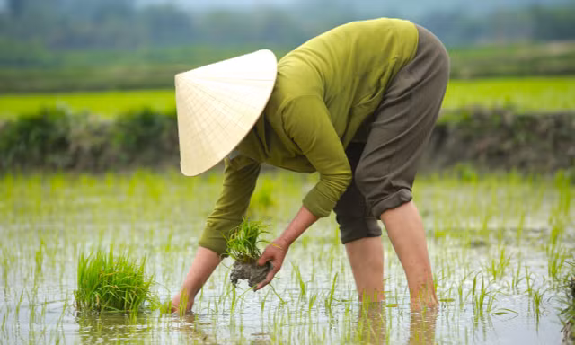 Cận Tết mưa rét, nông dân vẫn chân trần, tranh thủ ra thăm đồng