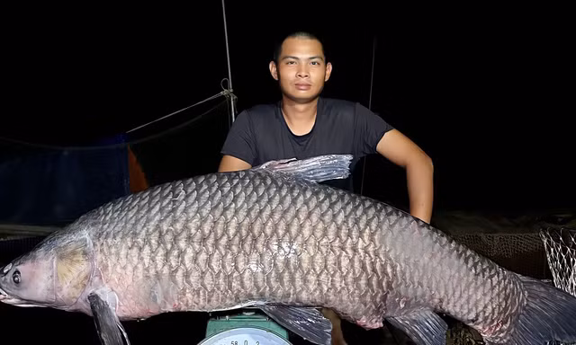 Cần thủ ở Nghệ An câu được trắm đen ‘khủng’ hơn 40kg