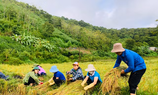 Lan tỏa sắc xanh tình nguyện sau mưa lũ