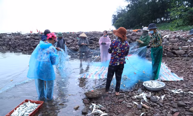 Tung lưới gần bờ, ngư dân trúng đậm cá trích, gỡ mỏi tay