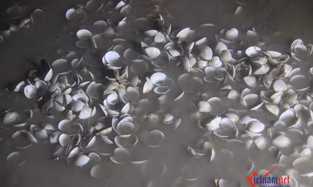 Hàng trăm tấn ngao chết trắng bãi ở Quảng Ninh