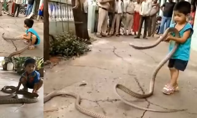 Bé trai 3 tuổi chơi với rắn khổng lồ dài 3m như thú cưng