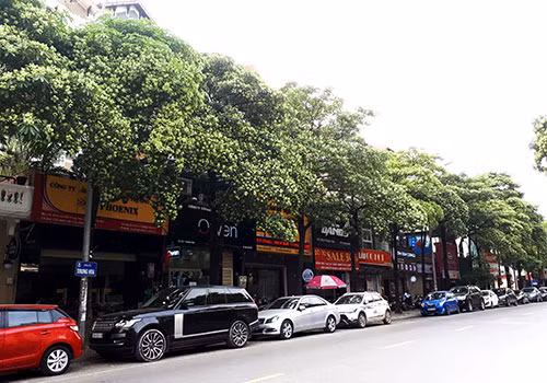 Cách 500 m lại có 1 cây, hoa sữa đang 'tra tấn' người Hà Nội