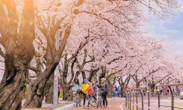 Người Việt nườm nượp đi du lịch Hàn Quốc 