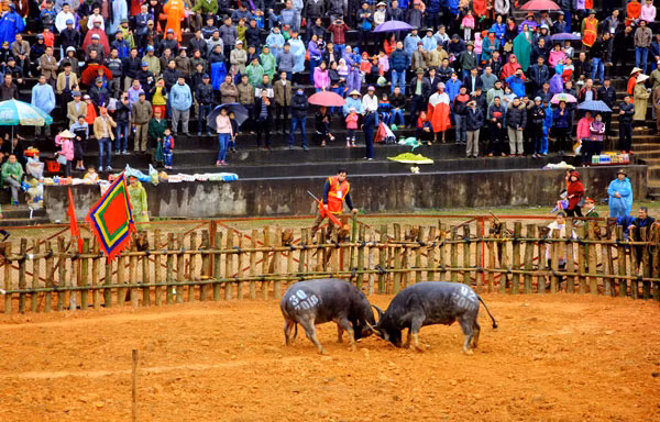 Đề nghị tạm dừng lễ hội chọi trâu Phù Ninh