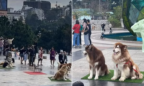 Vụ ngược đãi chó cảnh ở Đà Lạt lên báo nước ngoài, dân mạng quốc tế đưa ra gợi ý