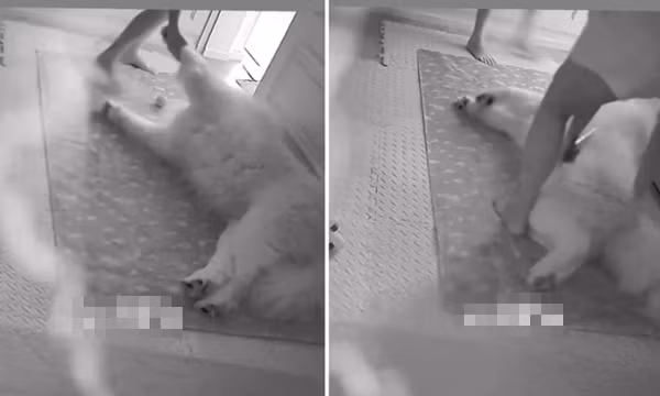 Chú chó nằm lì ra ngủ, không chịu sơ tán trong động đất, ai xem cũng buồn cười