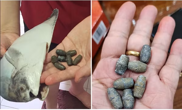 Mua cá về làm món ăn ngày Tết, không ngờ tìm thấy 7 viên chì nặng 100g bên trong