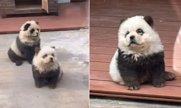 Sở thú ở Trung Quốc thừa nhận “biến hình” chó thành gấu trúc, giải thích thế nào?