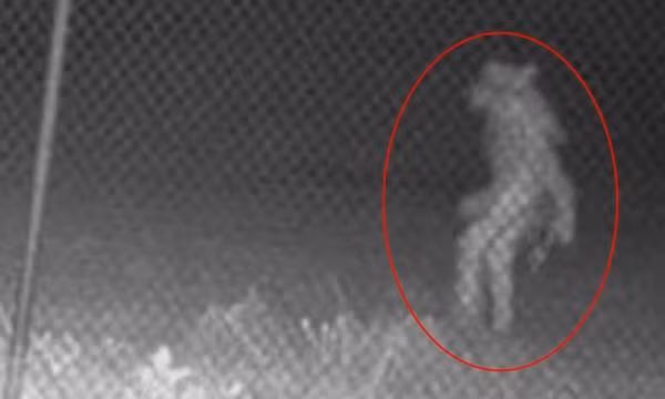 Mỹ: Camera ghi được hình ảnh sinh vật bí ẩn lúc 1h sáng, dân mạng phản ứng ra sao?