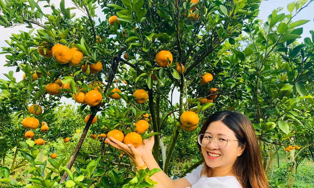 Mê mẩn vườn quýt hồng trĩu quả của nông dân miền Tây 