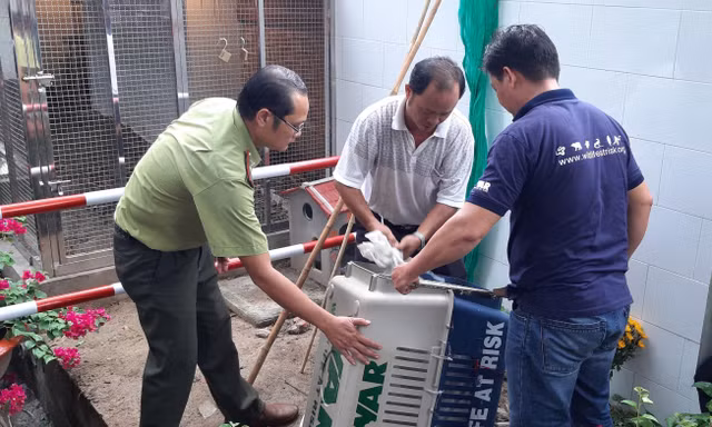 Cặp rắn hổ mây ‘khủng’ được gắn gì trước khi thả về tự nhiên?