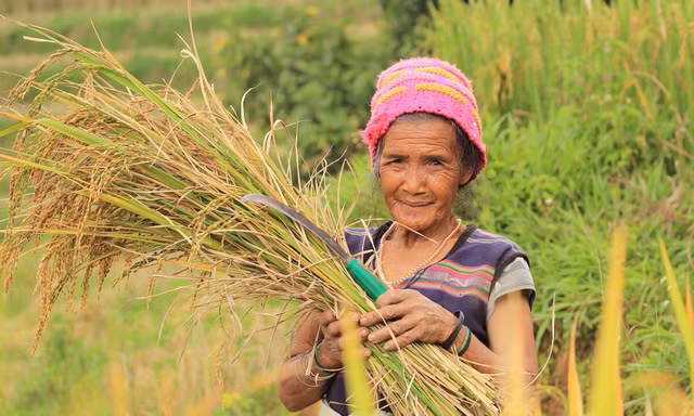 Đồng bào Xê Đăng ở xã Măng Ri gặt lúa