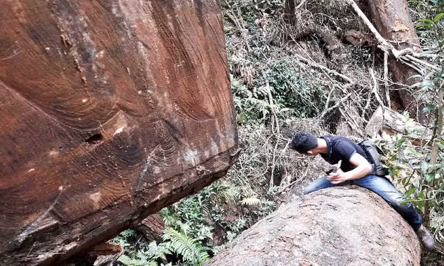 Nhiều vụ việc phá rừng tại huyện Chư Păh được các phóng viên phát hiện, trình báo ngành chức năng
