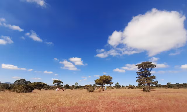 Đồi cỏ hồng ở xã Glar, huyện Đắk Đoa, Gia Lai