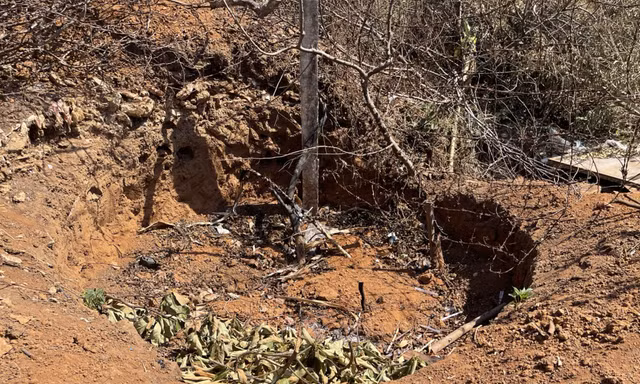 Hiện trường cây khế cổ thụ bị đào bới.