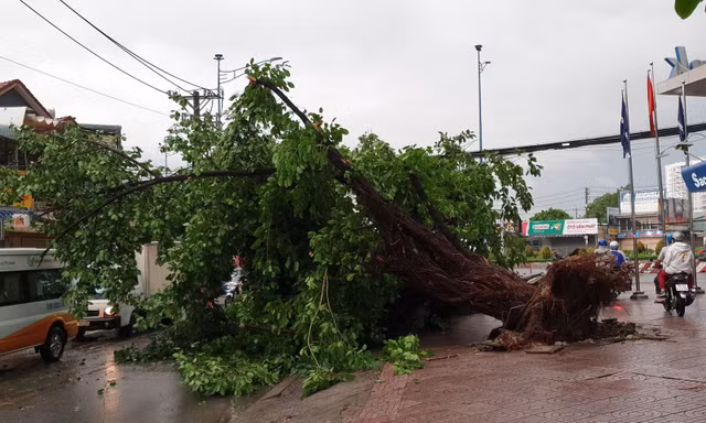 Cây đa cổ thụ bật gốc trong cơn mưa.