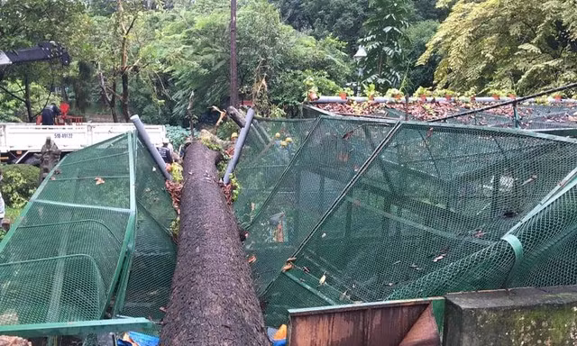 Cây cổ thụ ngã đè lên chuồng thú trong Thảo Cầm Viên.