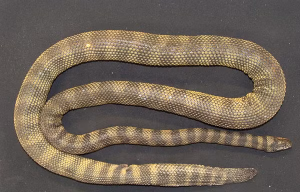 Loài rắn biển độc Hydrophis donaldi. Ảnh: National Geographic