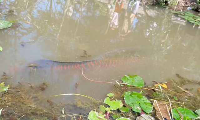 "Cá lạ" anh Điệp thả vào ao sau khi bắt dưới kênh được mọi người cho là cá hải tượng. Ảnh: Công an nhân dân.