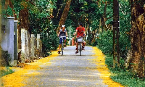 Những con đường hoa sưa vàng rực ở Quảng Nam