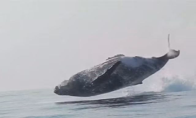 Cá voi lưng gù "bay" lên khỏi mặt nước.