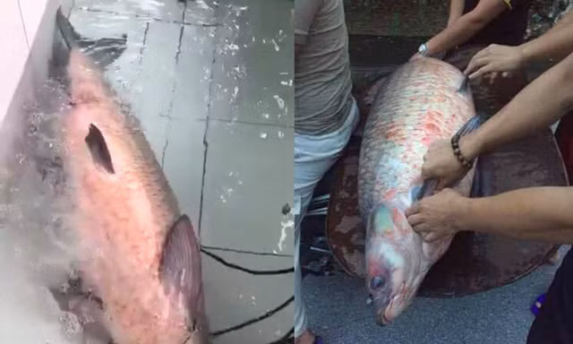 Con cá trắm đen khủng bị bắt.