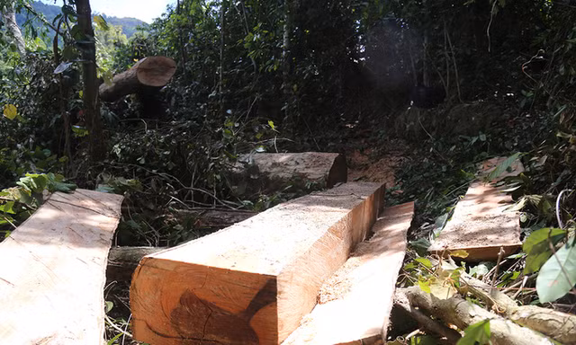 Rừng tự nhiên đầu nguồn khu vực Tà Đủ bị tàn phá nghiêm trọng. Ảnh: Hoàng Táo.