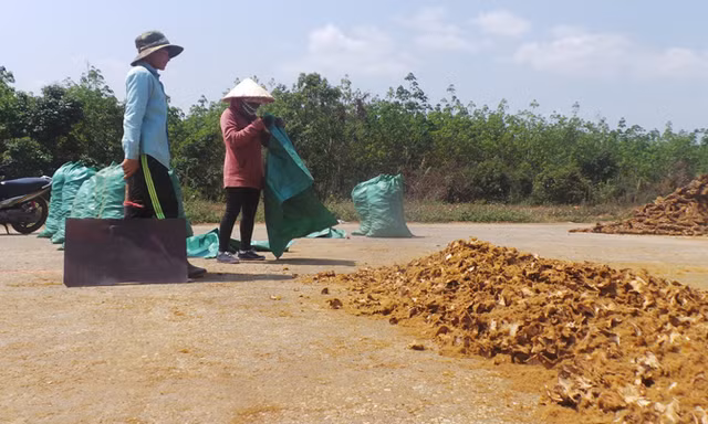 Cây cu li được thương lái thu mua bán sang Trung Quốc.