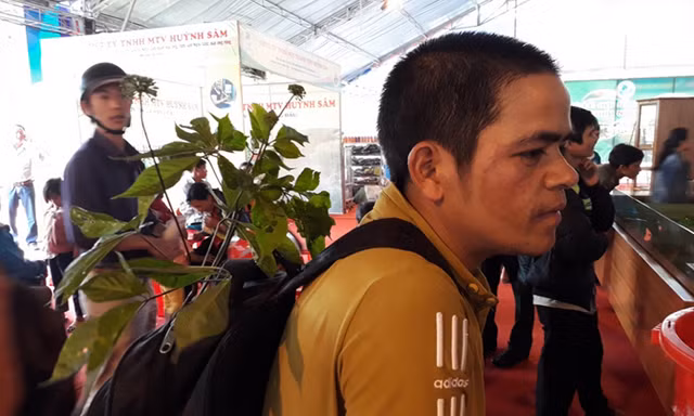 Giấc mơ sâm Việt