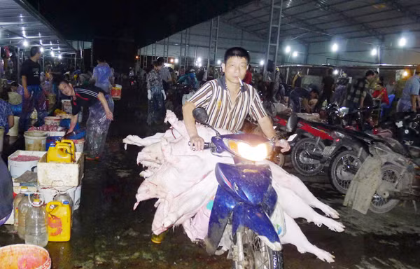 Thịt lợn giết mổ ở Hà Nội chủ yếu dùng xe máy để chở, không có thùng kín Ảnh: Phạm Anh
