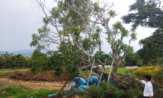 Cây sứ điện Kiến Trung đã được trồng tại vườn ươm Văn Thánh từ nhiều tháng nay.