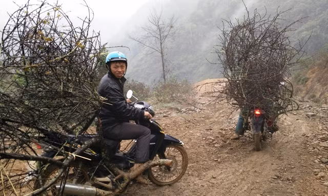 Mỗi đoàn đi săn đào thường có 2 - 4 người