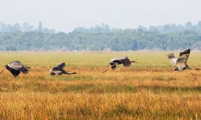 Sau 18 năm, một con sếu trống đã quay trở lại Vườn quốc gia Tràm Chim, đưa cả "vợ con" về với Vườn. 