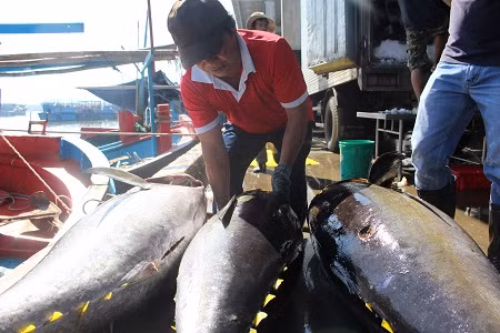 Cá ngừ đại dương hơn nửa tạ 'ngập' khoang tàu ngư dân