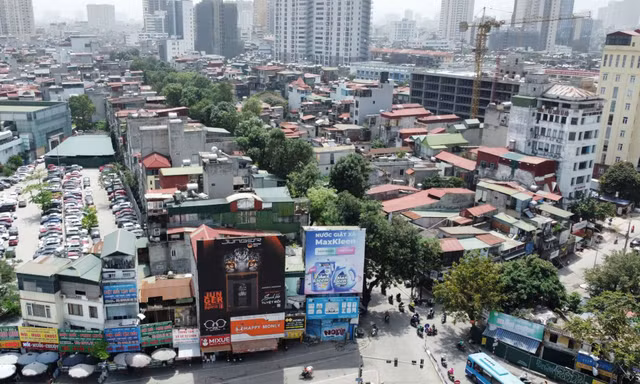 Cận cảnh hàng cây cổ thụ sắp bị di chuyển, chặt hạ để mở đường 'đắt nhất hành tinh'