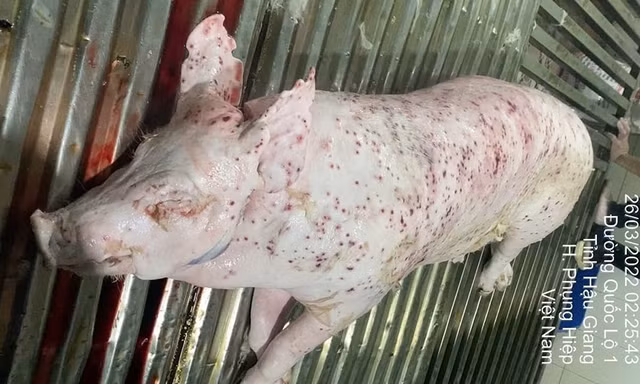 Bộ Công an tiếp tục làm rõ động cơ phát tán hình ảnh tố C.P. Việt Nam bán thịt heo bệnh