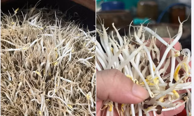 Trào lưu tự làm giá đỗ hot trở lại, chị em 'rần rần' chia sẻ trên mạng