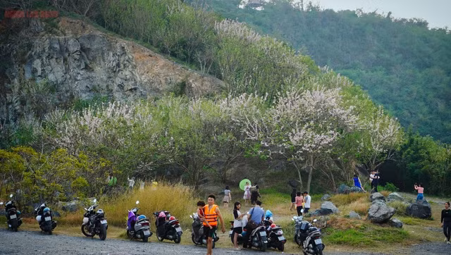Hàng ngàn cây đỗ mai khoe sắc ở TP Vũng Tàu khiến du khách mê mẩn