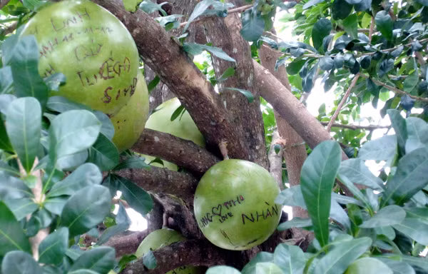 Khắc chữ nham nhở lên đào tiên chùa Linh Ứng