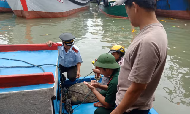 Ngành chức năng tiến hành thả con vích về biển.
