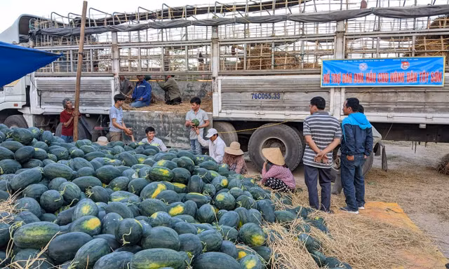 Dưa hấu của người dân trên địa bàn Tây Sơn được các đơn vị "giải cứu" vì dịch Covid-19.
