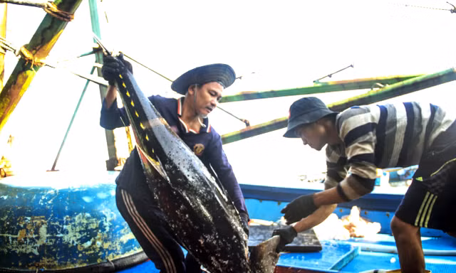 Ngư dân Bình Định khai thác cá ngừ đại dương đưa vào bờ. Ảnh: Trương Định