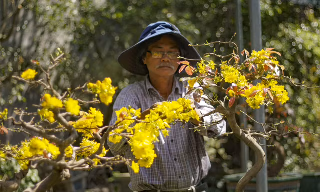 Nhà vườn thủ phủ mai vàng miền Trung tất bật “tút” lại cây lo cho vụ Tết năm sau.