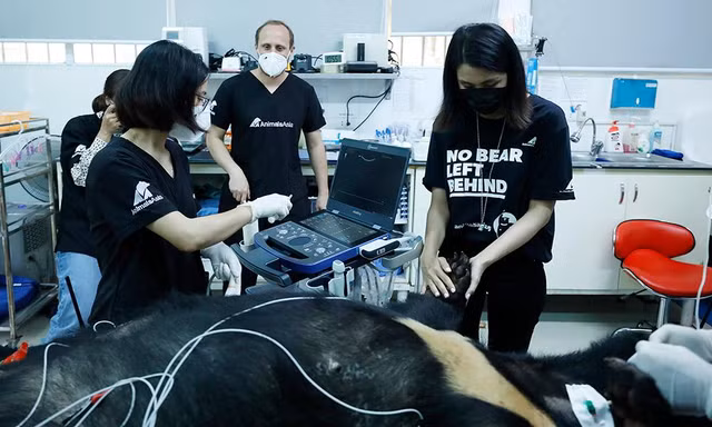 Tăng Thanh Hà cùng sao quốc tế trải nghiệm chăm sóc, bảo vệ gấu tại Việt Nam