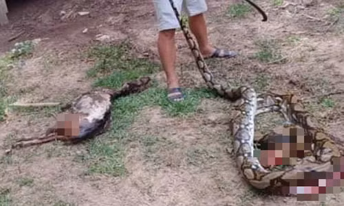 Tá hỏa trăn 22 kg nuốt nguyên con dê 25 kg ở Quảng Nam