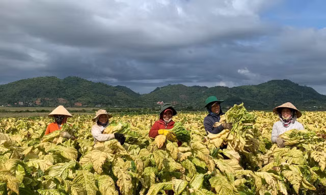 Nghĩ đến sinh kế của nông dân trồng thuốc lá khi hoàn thiện chính sách tăng thuế 