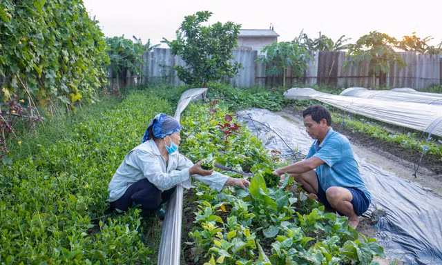 Tại sao thực phẩm hữu cơ được khuyên dùng
