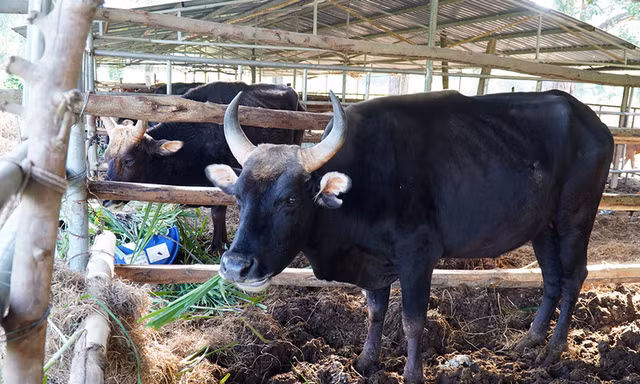 Đàn bò tót ốm trơ xương đã hồi phục